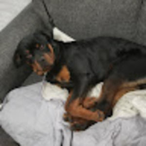 Meet your Posher, Joel